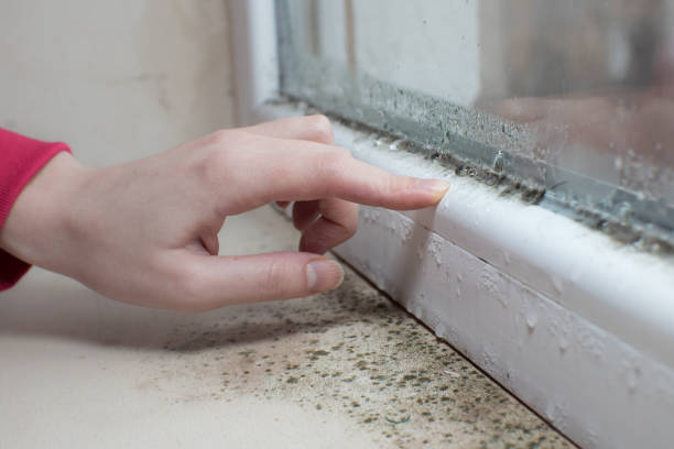 Best Emergency Mold Remediation  in Sumner, IA