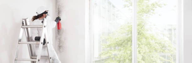  Sumner, IA Mold Removal Pros